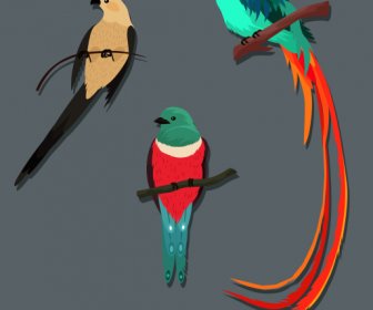 鸟类物种图标五颜六色的鹦鹉金丝雀野鸡素描
