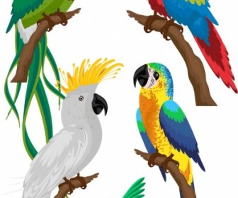 Pássaros Espécie ícones Papagaios Coloridos Esboço Pica-pau