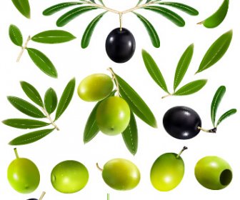 Vektorgrafiken Für Schwarze Oliven Und Grüne Oliven
