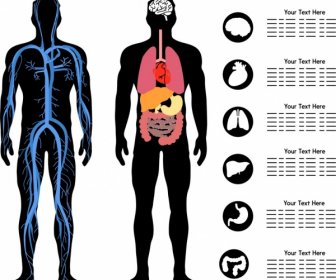 Body Science Infographic Flat Silhouette Design Organ Icons