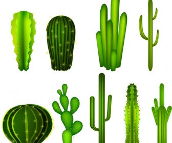 Colecciones De Cactus