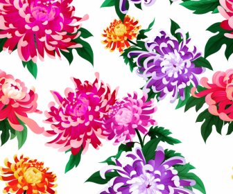 Chrysanthemum Flora Background Bright Colorful Decor Blooming Sketch