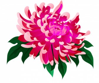Chrysanthemum Flora Icon Classical Colored Design