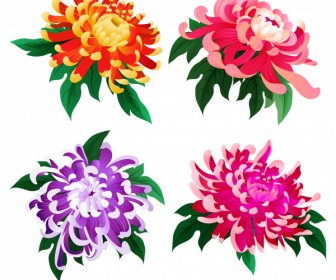chrysanthemum petals icons colorful blooming sketch classical design