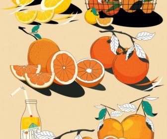 Citrus Fruits Icons Colored Classical Handdrawn Design