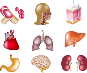 Colored Icon Sets Of Internal Organs