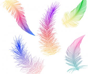 Colorful Feather Collection