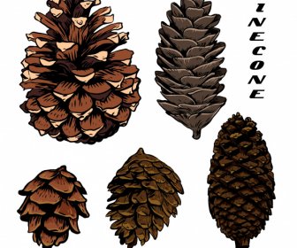 Conifer Pine Cone Icons Classical Handdrawn Sketch