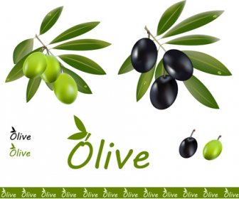 Delicate Olives Vector Design 2