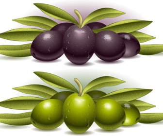 Delicate Olives Vector Design 3