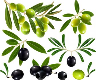 Conception Vectorielle D’olives Délicates 4