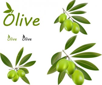 Conception Vectorielle D’olives Délicates 5