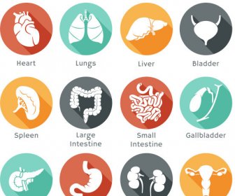 Different Internal Organs Vector Icons