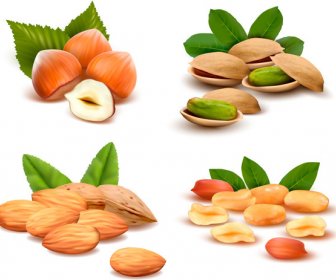 Different Nuts Vector Design