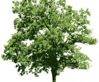 Pohon Berbagai Desain Elemen Vektor
