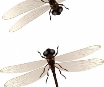 蜻蜓背景現代模型設計