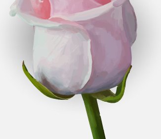 バラのつぼみのベクター画像を描く-6