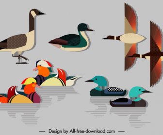 Duck Species Icons Colorful Flat Modern Sketch