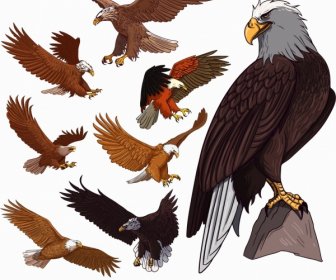 Eagle Icons Colored Cartoon Sketch