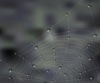 Unsur-unsur Embun Dan Spider Web Vektor