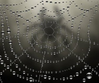 Elemente Der Tau Und Spider Web-Vektor