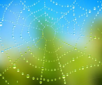 Elements Of Dew And Spider Web Vector