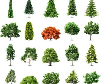 Elements Of Various Trees Vector