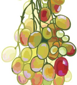 Excellent Hand Drawn Grapes Vector Graphics