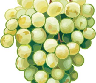 Excellent Hand Drawn Grapes Vector Graphics 3