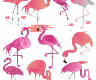 ícones Da Espécie Flamingo Colorido Esboço Plano