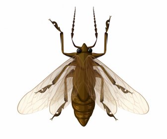 ไอคอนแมลงบินสีออกแบบโคลสอัพที่ทันสมัย