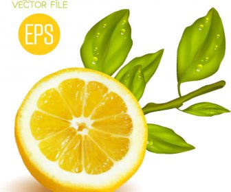 Vektor Desain Lemon Potong Segar 2