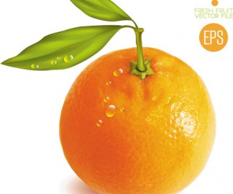 Fresh Fruit Citrus Vector Set