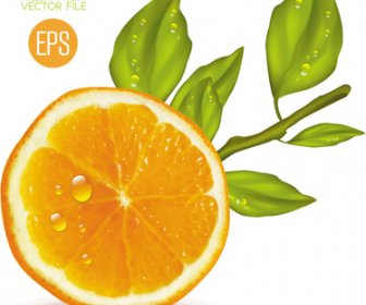 新鮮な果物柑橘類のベクトルを設定