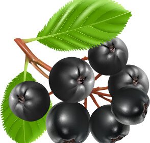 fresh juicy berries vector