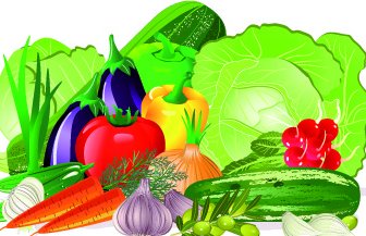 Fresh Vegetables Vector Set