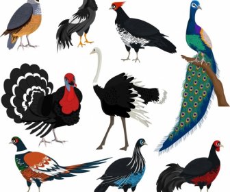 Galliformes Design Elements Turquia Peafowl Frango Avestruz Esboço
