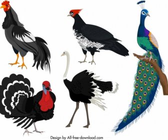 Galliformes Icons Chicken Turkey Peafowl Ostrich Sketch