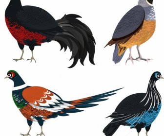 Croqui De Galliformes ícones Coloridos Aves