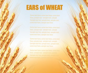 Golden Wheat Vector Background Graphics