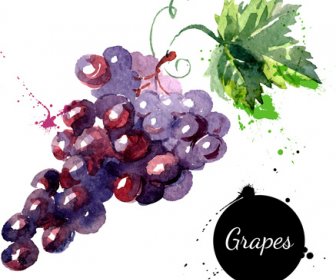 grapes watercolor drawn vector