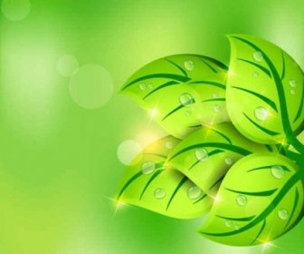 Green Leaves With Water Drop Eco Background