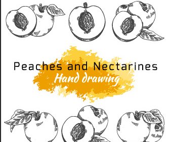hand drawing peaches and nectarines vector