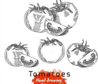 Hand Drawing Tomatoes Vector