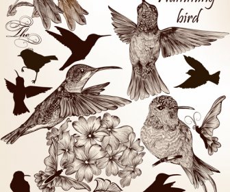 Mano Dibujado Vectoriales De Estilo Vintage De Aves