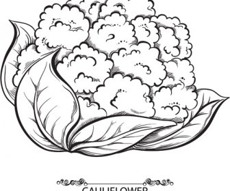 Hand Drawn Cauliflower Vegetables Vector