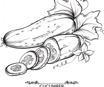 Mão Desenhada Vetor De Legumes Pepino