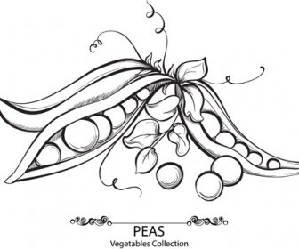 Hand Drawn Peas Vegetables Vector