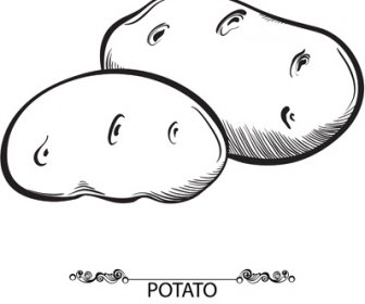 Handgezeichnete Kartoffel-Gemüse-Vektor