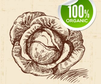Die Hand Gezeichnete Gemüse Mit Organischen Aufkleber Vektor